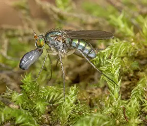 Mid Atlantic Us Prints: Long-legged fly (Dolichopus sp.) portrait, Armentrout Preserve, Pennsylvania, USA. July