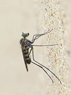 London Prints: Long legged fly (Liancalus virens) resting on a wall