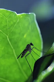 A Long-legged fly (Neurigona quadrifasciata) rarely recorded in the UK, found during