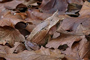 Anura Prints: Long-nosed horned frog (Pelobatrachus nasutus) camouflaged among dried leaves, Malaysia