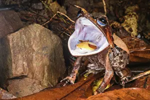 Eyes Prints: Long-nosed horned frog (Pelobatrachus nasutus) opening mouth in threat display