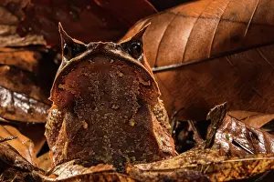 Spike Prints: Long-nosed horned frog (Pelobatrachus nasutus) sitting in leaflitter