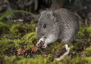 Fungus Gallery: Long-nosed potoroo (Potorous tridactylus) eating fungi, showing sharp claws on front feet