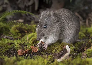 Marsupialia Prints: Long-nosed potoroo (Potorous tridactylus) eating fungi, showing sharp claws on front feet