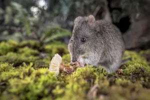 Forest Floor Prints: Long-nosed Potoroo (Potorous tridactylus) eating fungi. Captive