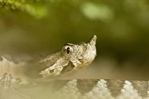 Long-nosed / Sand viper (Vipera ammodytes) portrait, Djerdap National Park, Serbia