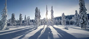 Bold cool woodlands Collection: Long shadows cast by snow covered conifer trees, Kuusamo, Finland. February 2011