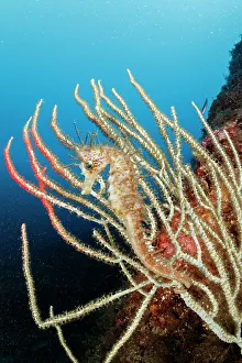 Alcyonacea Gallery: Long-snouted seahorse / Spiny seahorse (Hippocampus guttulatus)