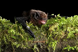 Long-tailed bat (Chalinolobus tuberculatus) male, resting on log, captured in a harp trap and banded on forearm during bat conservation fieldwork, Whirinaki Forest Park