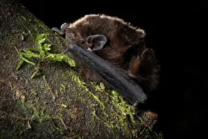 North Island Prints: Long-tailed bat (Chalinolobus tuberculatus) male