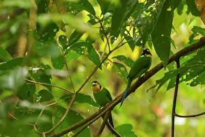 Uttarakhand Prints: Two Long-tailed broadbills (Psarisomus dalhousiae) perched in a tree
