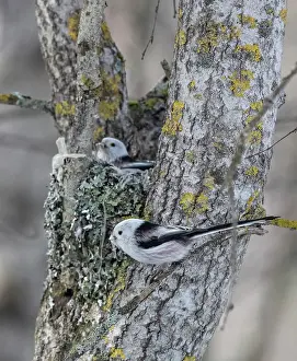 Long Tailed Bushtit Prints: Long-tailed bushtits (Aegithalos caudatus caudatus) pair