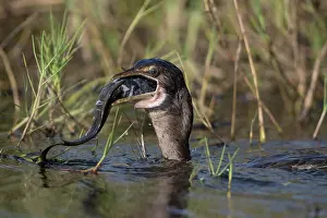 West Africa Prints: Long-tailed cormorant (Phalacrocorax africanus) in water swallowing catfish prey