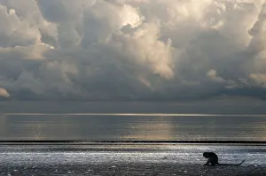 Littoral Prints: Long-tailed / Crab-eating macaque (Macaca fascicularis) foraging on coastline at low tide