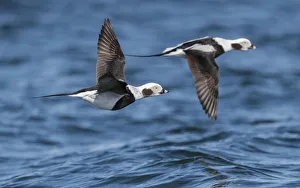 Long-tailed duck (Clangula hyemalis), males in flight, Finland, April Long-tailed duck (Clangula hyemalis), males in flight, Finland, April
