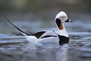 Staffan Widstrand Prints: Long-tailed duck (Clangula hyemalis) Batsfjord village harbour
