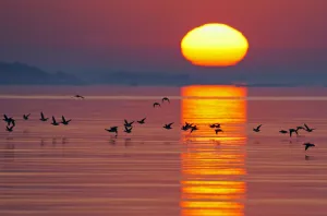 Orange Prints: Long-tailed duck (Clangula hyemalis) flying low over water at sunset, Porvoo, Finland