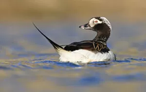 Images Dated 21st June 2009: Long tailed duck (Clangula hyemalis) on water, Spitsbergen, Svalbard, Norway, June 2009