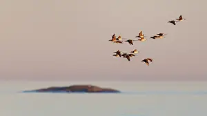 Duck Prints: Long-tailed ducks (Clangula hyemalis) flock in flight in evening light during migration