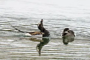 Reproduction Prints: Long-tailed ducks (Clangula hyemalis) pair on a lake with male displaying