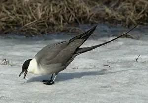 Stercorariidae Prints: Long-tailed jaeger (Stercorarius longicaudus) foraging in snow