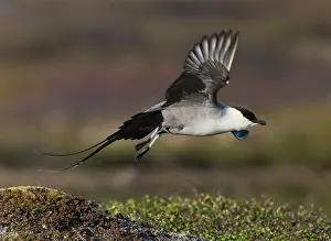 Tundra Prints: Long-tailed jaeger (Stercorarius longicaudus) taking flight from a mound of tundra vegetation