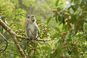 Images Dated 16th August 2010: Long-tailed macaque (Macaca fascicularis) in a fruiting strangler fig tree (Ficus dubia)