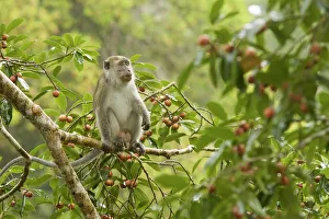 Long-tailed macaque (Macaca fascicularis) in a fruiting strangler fig tree (Ficus dubia)