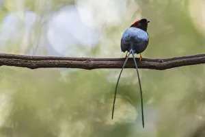 Long-tailed manakin (Chiroxiphia linearis) perched on lek (display perch), Costa Rica
