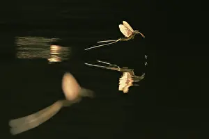 June Prints: Long-tailed mayfly (Palingenia longicauda) in flight above water's surface