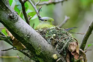 Montane Forest Prints: Long-tailed silky flycatcher (Ptiliogonys caudatus) male