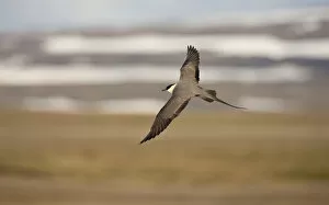 Images Dated 15th June 2009: Long tailed skua (Stercorarius longicaudus) in flight, Thingeyjarsyslur, Iceland