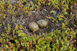 Varanger Prints: Long-tailed skua (Stercorarius longicaudus) eggs in nest on the ground