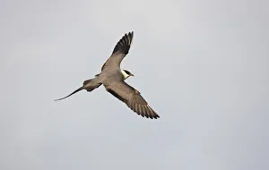 Long tailed skua (Stercorarius longicaudus) in flight, Thingeyjarsyslur, Iceland