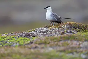 Varanger Peninsula Prints: Long-tailed skua (Stercorarius longicaudus) standing on wet ground