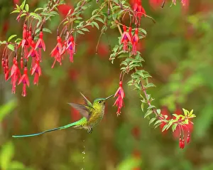 Nectaring Prints: Long-tailed sylph hummingbird (Aglaiocercus kingii) male