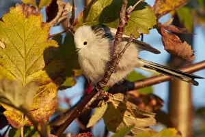 Autumn Update Gallery: Long-tailed tit (Aegithalos caudatus) perched in tree in morning light. Uto, Finland