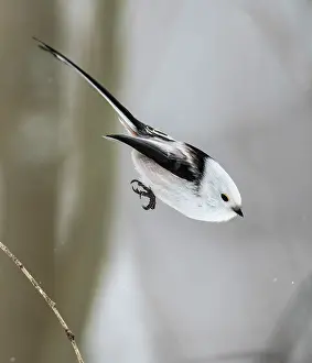 Long-tailed tit (Aegithalos caudatus caudatus) taking flight, Finland. February