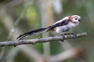 Calling Prints: Long-tailed tit (Aegithalos caudatus) perched on branch calling, Hungary. June