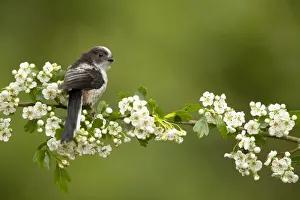 Long Tailed Bushtit Prints: Long tailed tit (Aegithalos caudatus) perched on hawthorn. Hampshire, UK, May