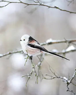 Long-tailed tit (Aegithalos caudatus) perched on a snow-covered branch in winter, Poland. December