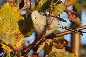 Southwest Finland Prints: Long-tailed tit (Aegithalos caudatus) perched in tree in morning light. Uto, Finland