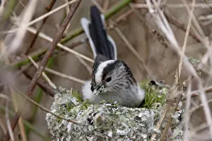 Incubating Prints: Long-tailed tit (Aegithalos caudatus) sitting on nest