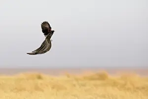 Ploceidae Prints: Long-tailed widowbird (Euplectes progne) male