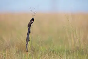 Ploceidae Prints: Long-tailed widowbird (Euplectes progne) male
