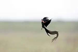Ploceidae Prints: Long-tailed widowbird (Euplectes progne) male
