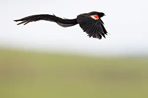 Ploceidae Prints: Long-tailed widowbird (Euplectes progne) male
