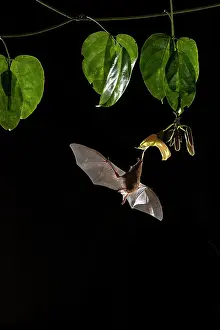 Legume Prints: Long-tongued bat (Glossophaga soricina) nectaring from a Sea bean flower (Mucuna sloanei) at night