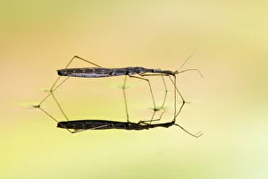 Bugs Prints: Long Water Measurer (Hydrometra stagnorum) drinking by piercing surface tension with mouthparts