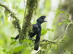 2020 August Highlights Collection: Long-wattled umbrellabird (Cephalopterus penduliger) Buenaventura Reserve, Ecuador